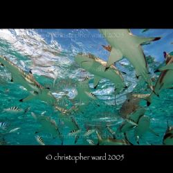 Moorea, French Polynesia. More black tip sharks in about ... by Christopher Ward 